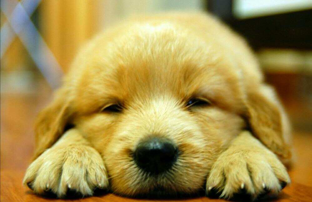 成都别是一乾坤，棱角坚完不复坏指什么生肖，权威解释说明