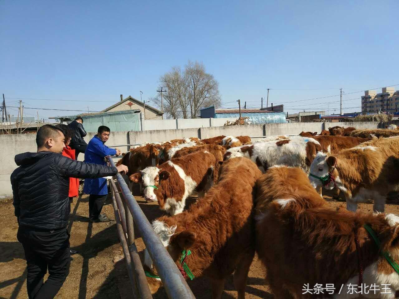 西門塔爾牛佔瑞士全國牛隻的50%,奧地利佔63%,前西德佔39%,現已分佈到