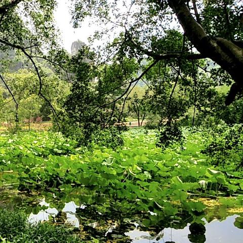 桂林市绿叶实体店在哪里