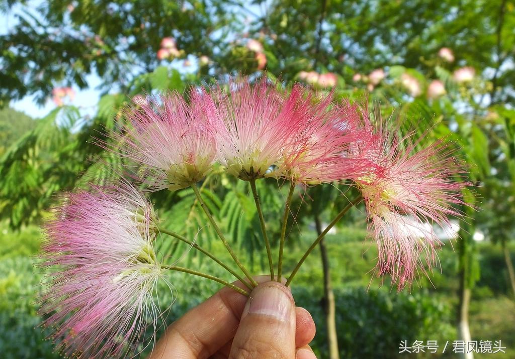 安神合欢花盆栽图片,大家是怎么治疗的?