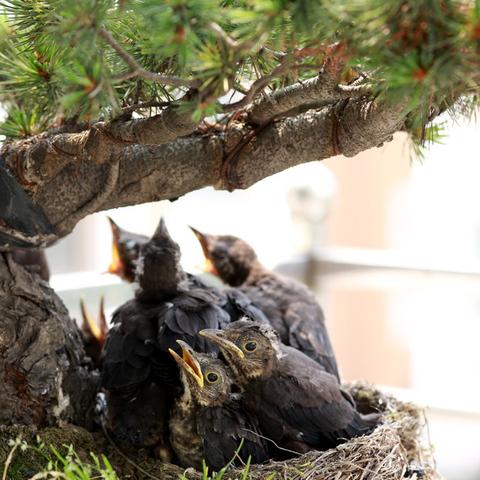 南通市崇川区哪里有宠物鸟卖