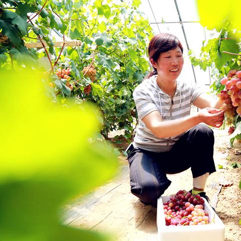 临沂市哪里有卖草莓园