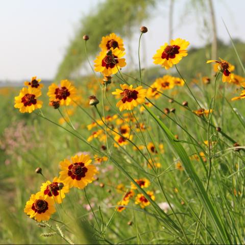 成都市绿荫小道在哪里