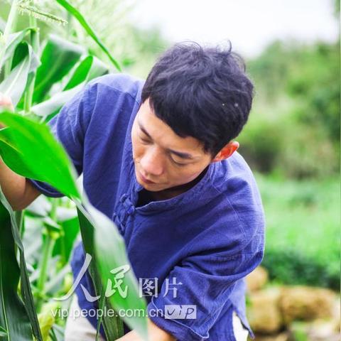 福建玉米品种哪个好些