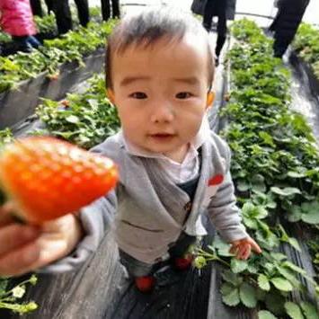 桂林市龙门村草莓采摘相关长尾关键词有哪些