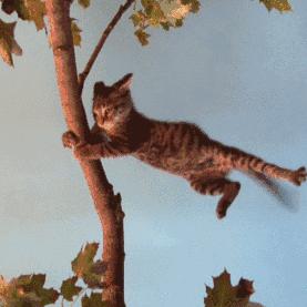 什么台风太强会被除名