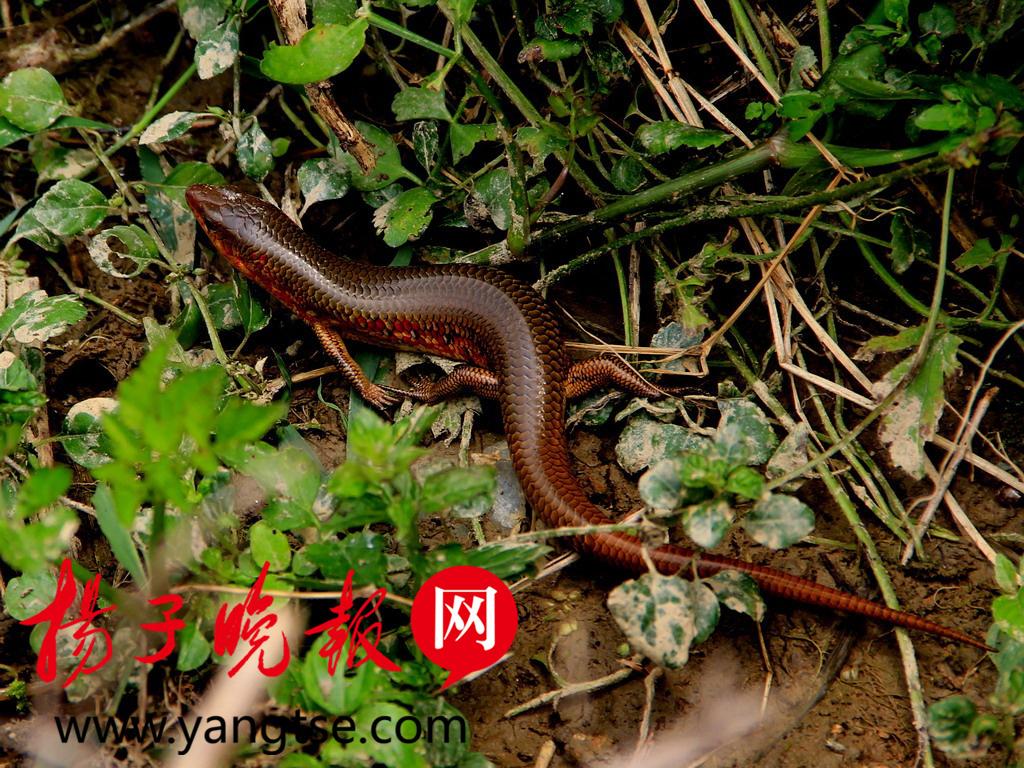 梦游黄纹之境，解析梦见黄色花纹蛇爬进家的深层寓意