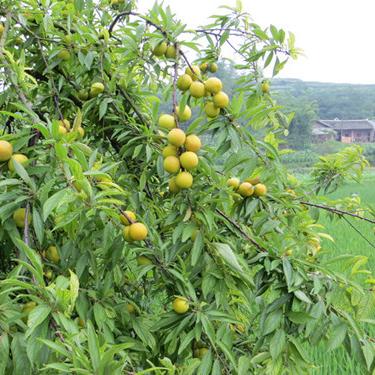 沈阳桃李果子面包相关长尾关键词有哪些