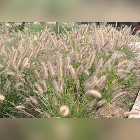 潍坊市紫穗狼尾草的长尾关键词有什么