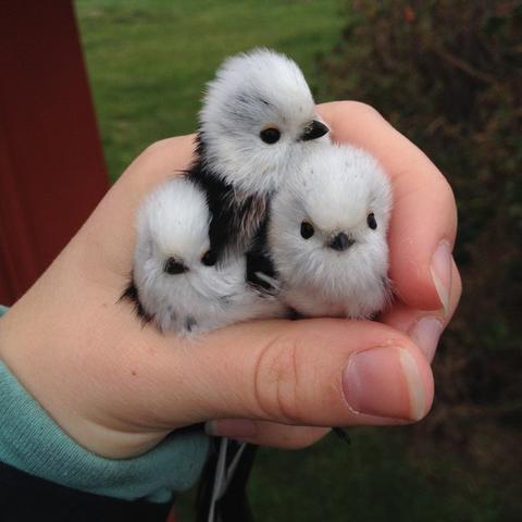 吉祥幸运的图片大全的长尾关键词是什么