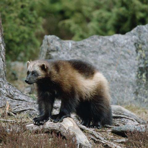 围观电影的长尾关键词有什么