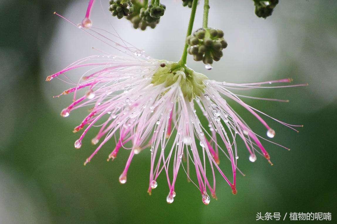 合欢花图片和功效,合欢和夜交藤的功效是什么?