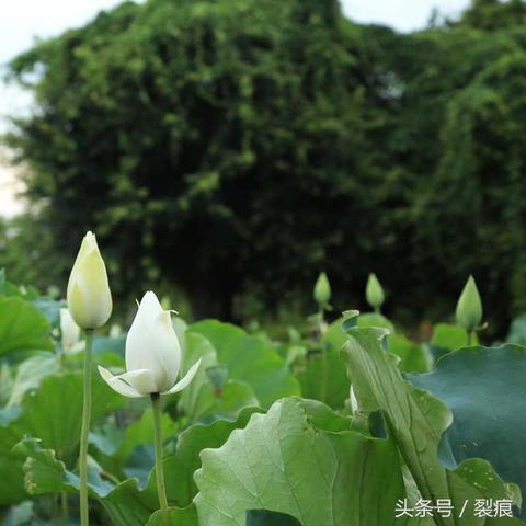 东莞市哪里有芭蕉树卖