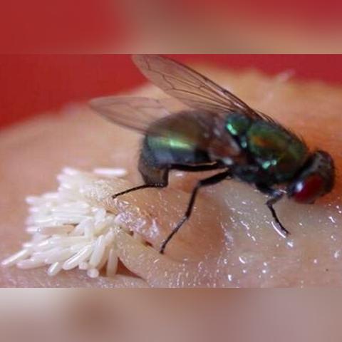 月经期间吃什么食物最好