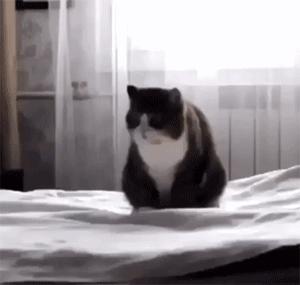 奶牛猫怎么起名好听男宝宝(奶牛猫是什么品种的猫)