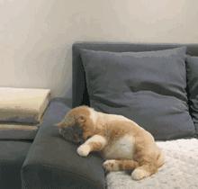 梦见杀自己家的狗