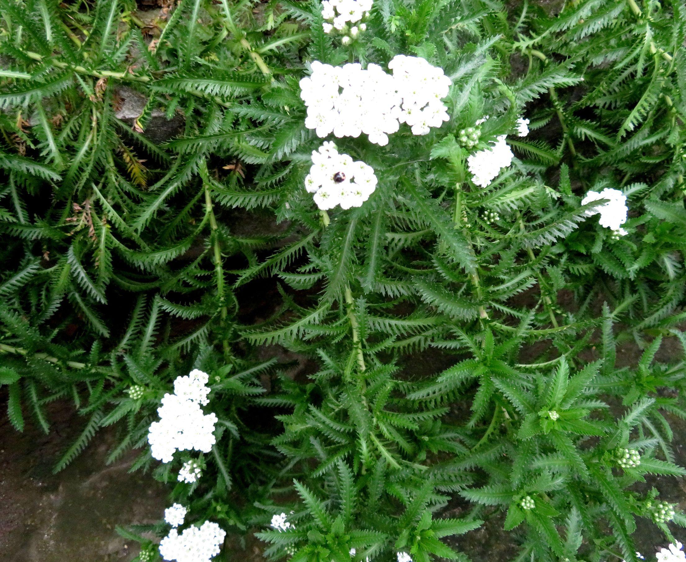 蜈蚣草,冬天蜈蚣草水草怎么养?"