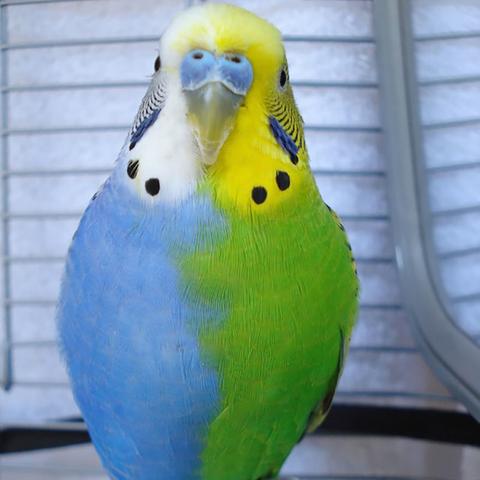 关于动物电影的长尾关键词有哪些