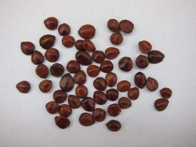 野生酸枣的功效南酸枣核手串怎么盘红