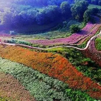 在西安市卖鲜花怎么样