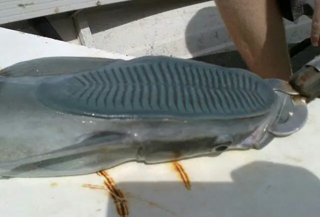 出海会晕吗 出海晕船能有什么办法不晕