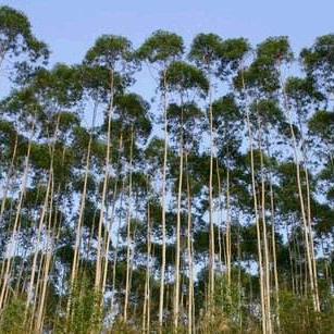 2020南宁禁种速生桉的相关长尾关键词有哪些