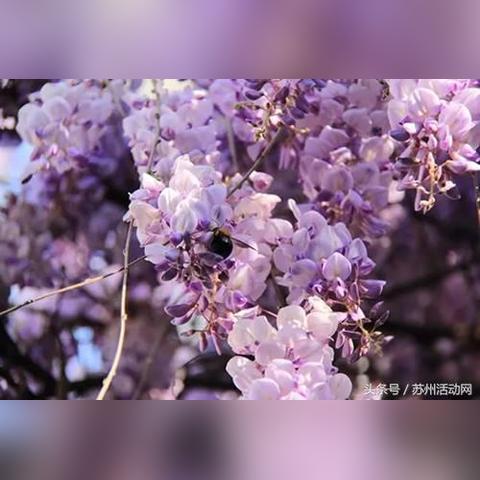 苏州市一中公众号是什么