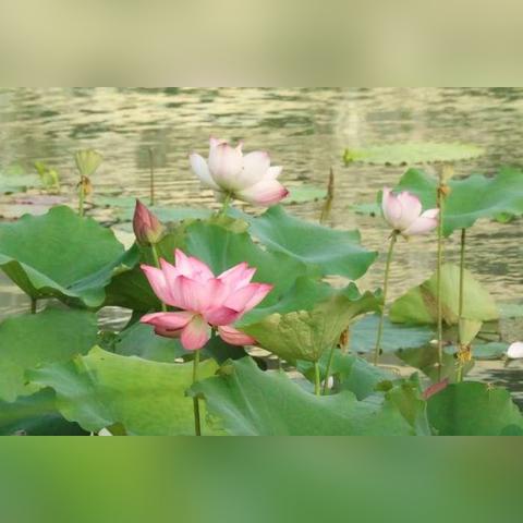 成都市里哪里去看荷花