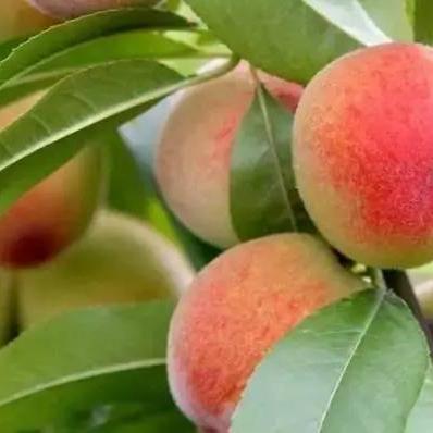 无锡市的水蜜桃的长尾关键词有哪些