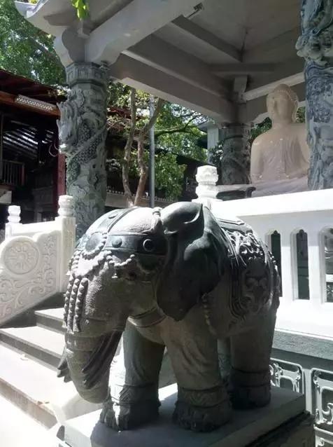 梦境解析，为何梦见家里买了只凶猛管不住的大象？