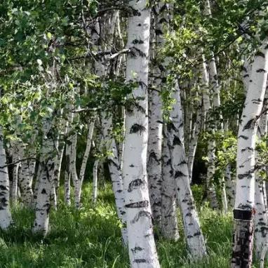 丰宁坝上全年天气预报的长尾关键词有什么