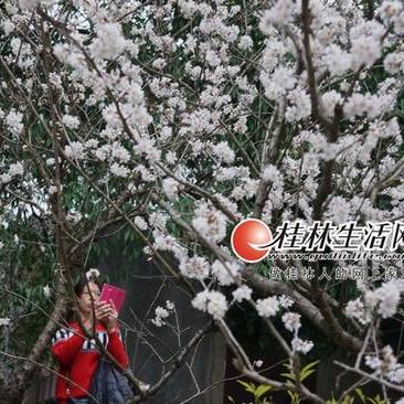 桂林市西山镇属什么县