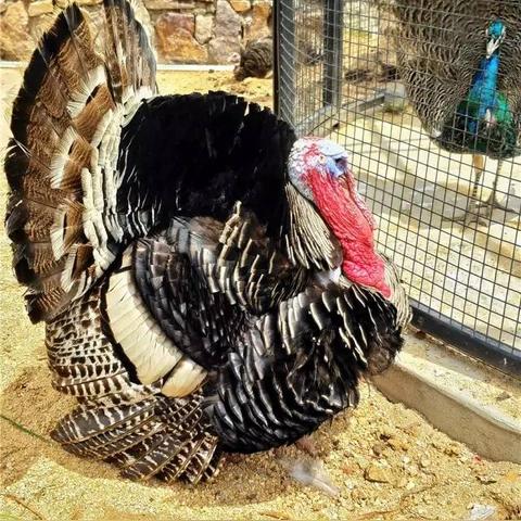 天津罗马会馆怎么样