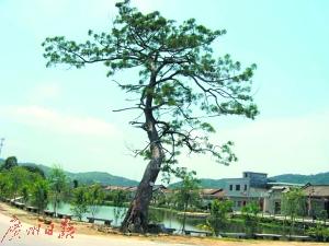 从化app拉新