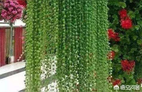 佛珠是什么植物的种子