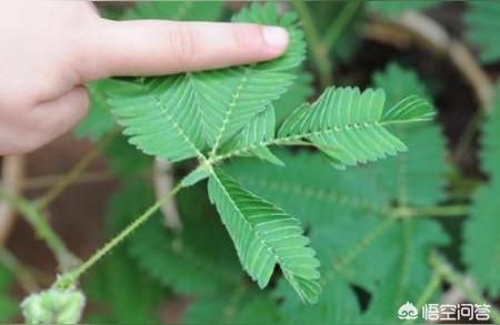 含羞草的特点(植物含羞草)