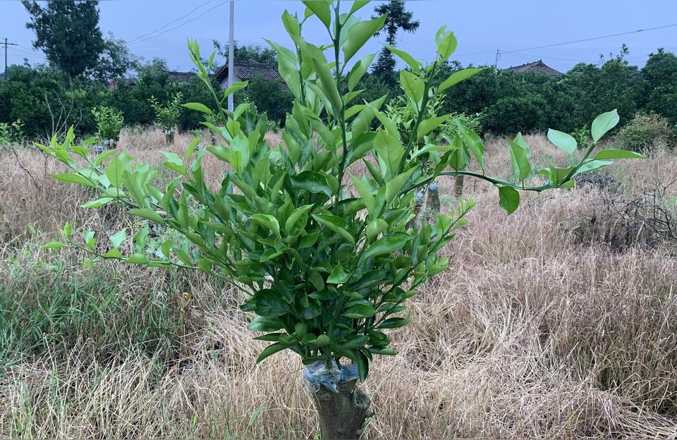 柑橘種植辦理手藝施肥_柑橘秋梢期若何做到配方精準(zhǔn)施肥