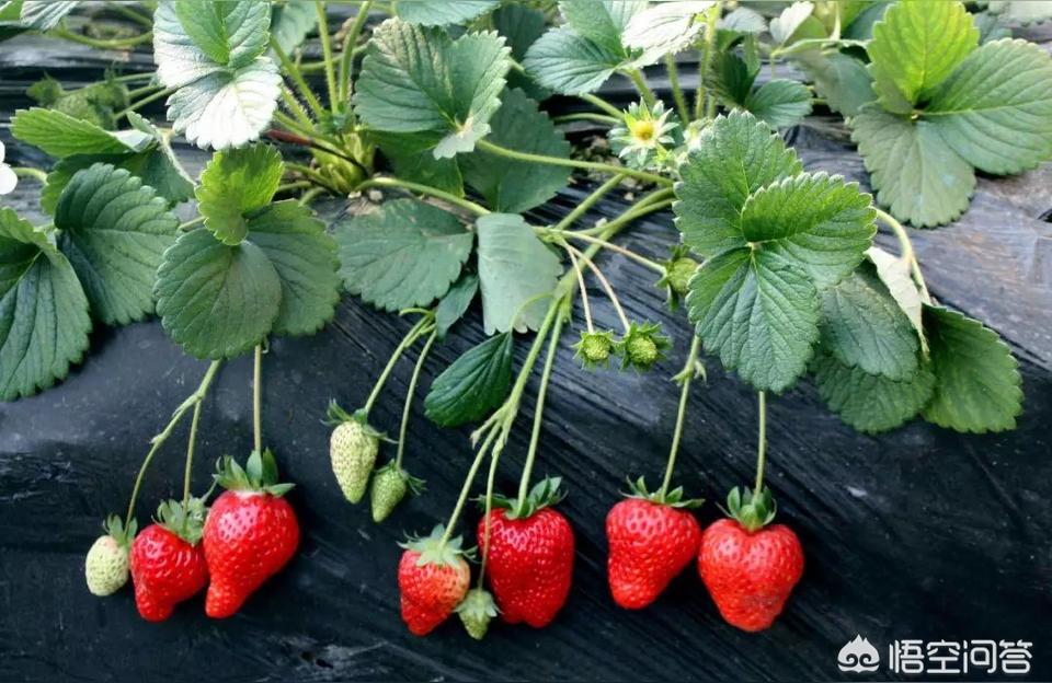 草莓种多久才开花结果