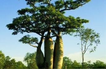 这10种树堪称世界奇特