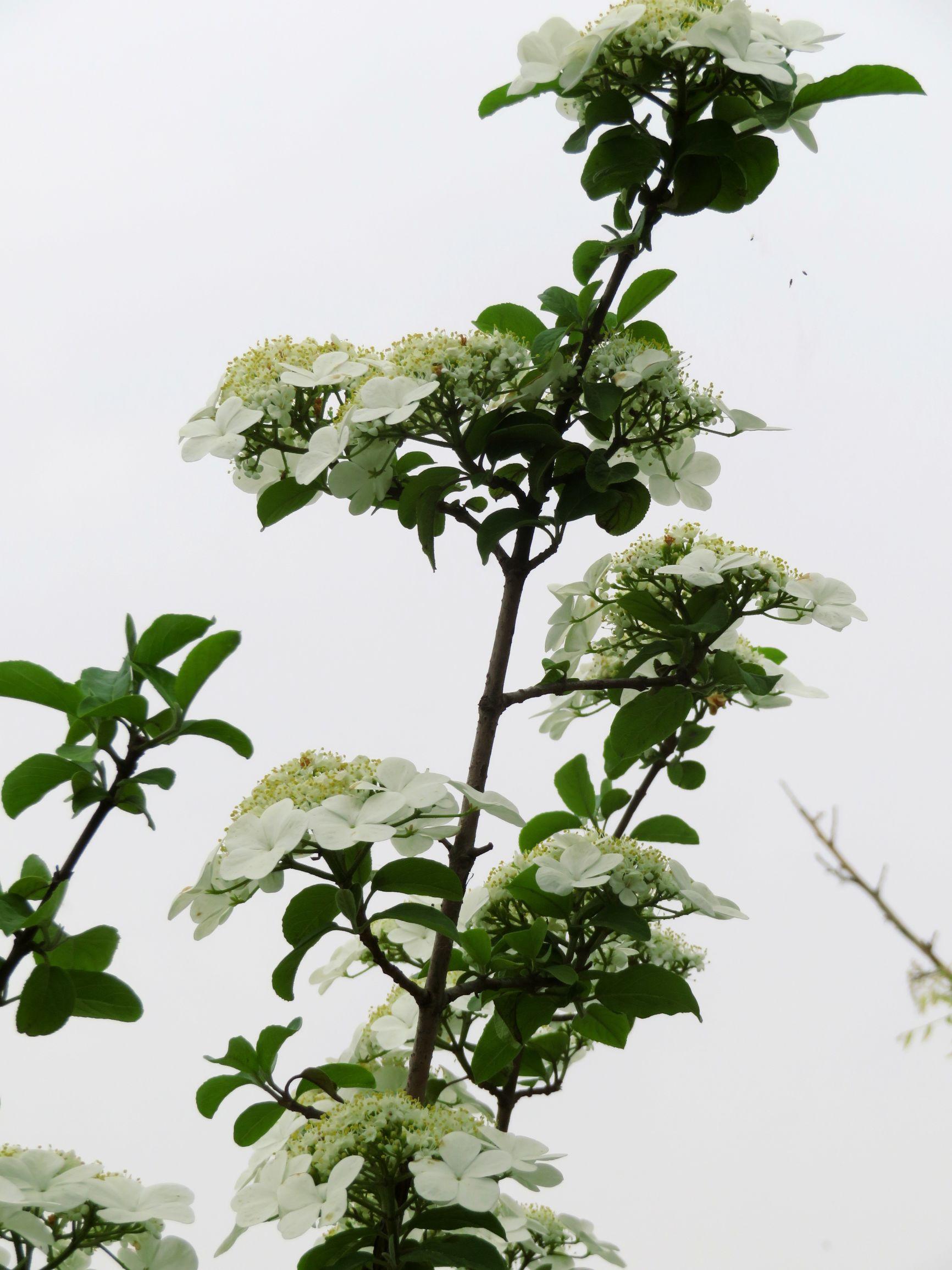 天目琼花的功效与作用,矮树叫什么?