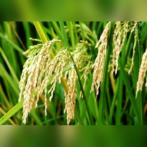 哈尔滨日照时长相关长尾关键词有哪些