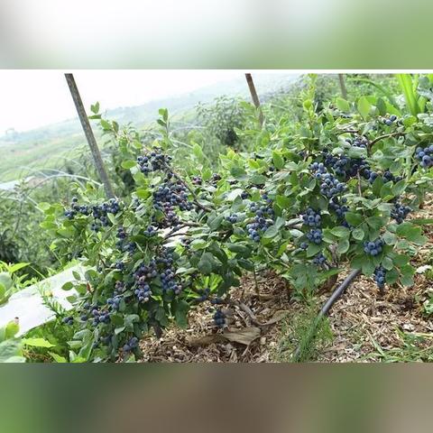 沈阳u谷钓鱼相关长尾关键词有哪些