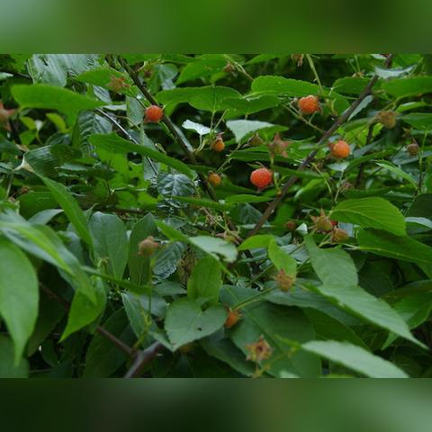 湖南跟河南哪个厉害