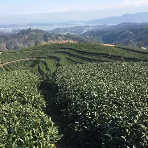 福建高山茶哪个最好