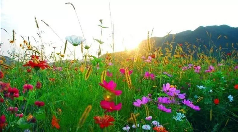 鲜花订购西安,花小猪西安什么时候开通?"