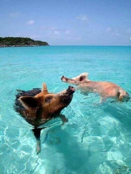 海边养殖的猪叫什么猪图片(有么有有趣的脑筋急转弯问答推荐)