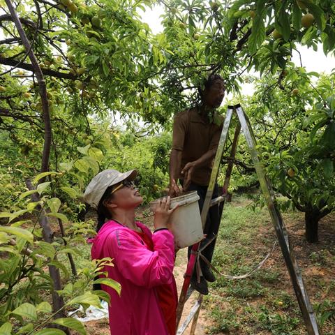 桂林市哪里有摘李子的
