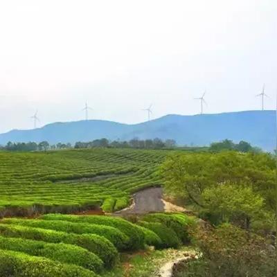 宁波风车公路步行的长尾关键词有什么
