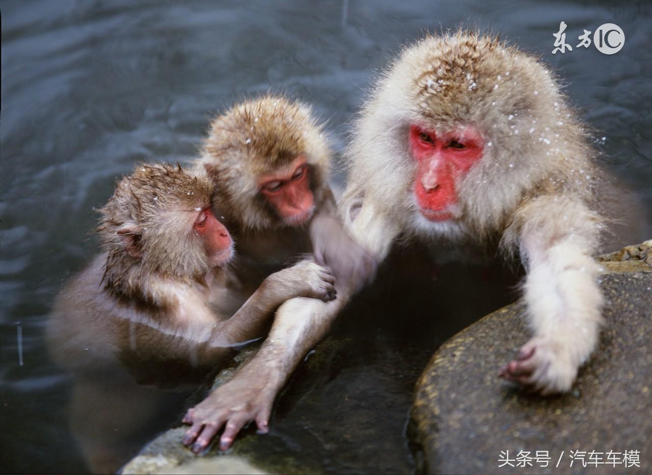 伶牙俐齿是什么生肖是啥动物，精准解答