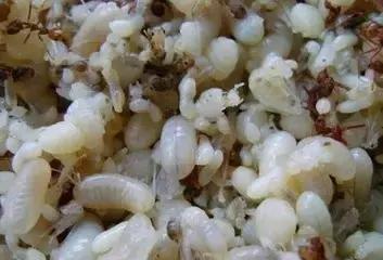 傣族的美食是什么（云南有哪些美食）